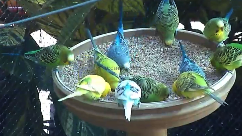 Live Bird Watching 2.0