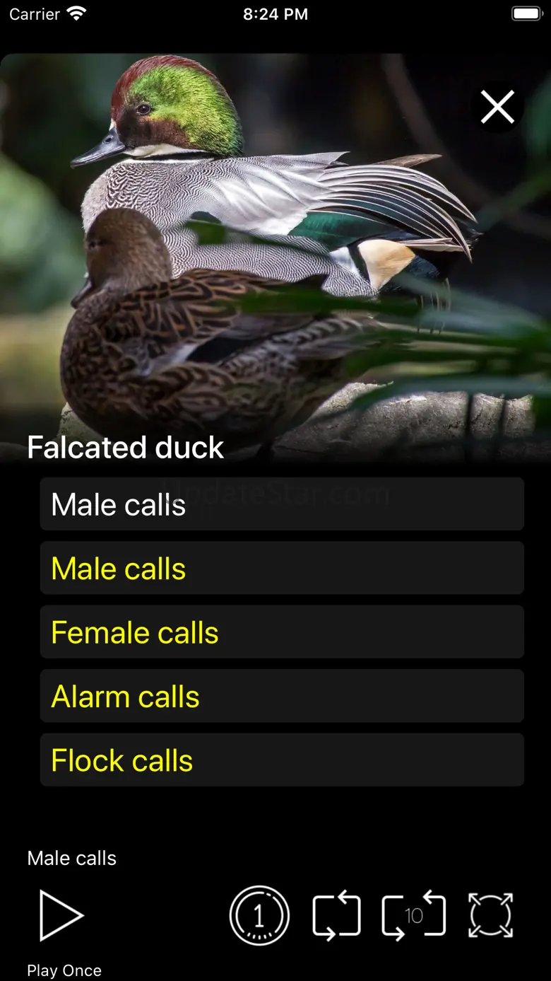 Bird Decoys - European Birds 7.6