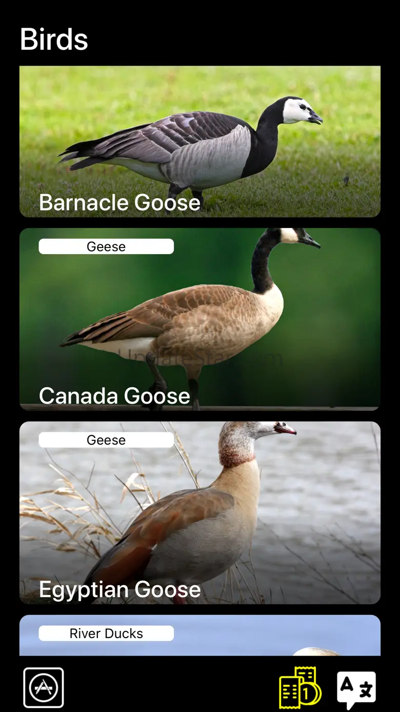 Bird Decoys - European Birds 7.6