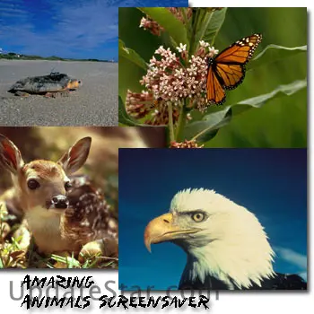 Amazing Animals Screen Saver 1.11