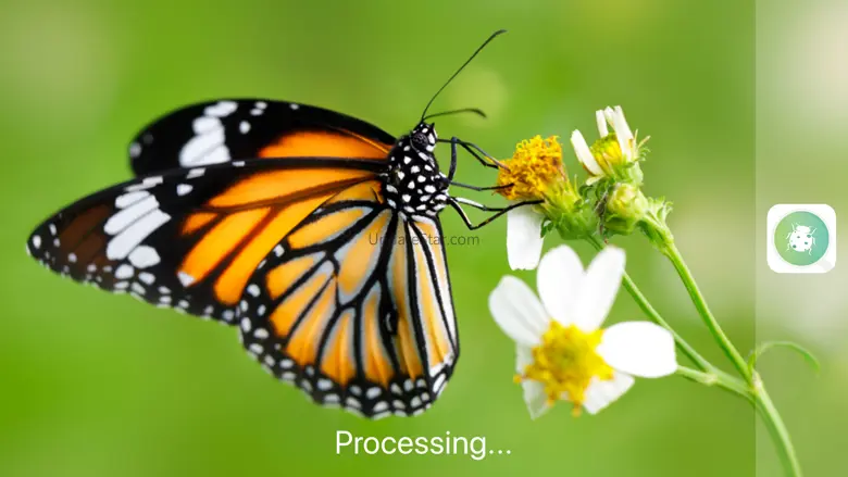 InsectSnap - Insect Identifier 1.0