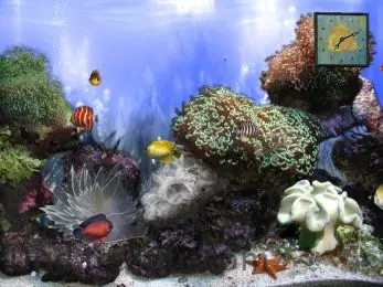 Anemone`s Reef 2.52