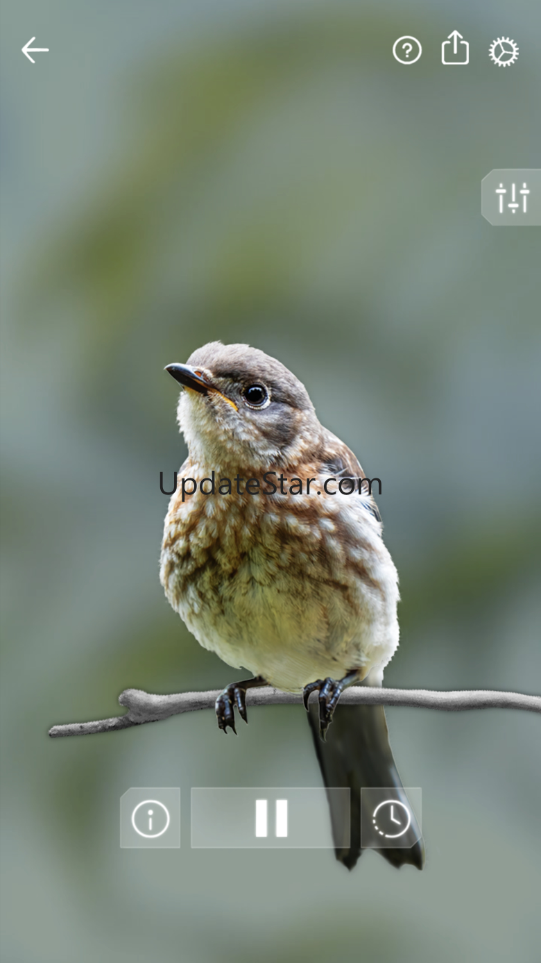 Bird Sounds Relax 1.1