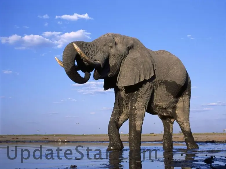 Elephants Free Screensaver 1.0