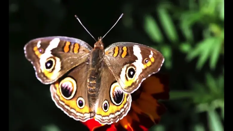Video Touch - Bugs & Insects 3.22