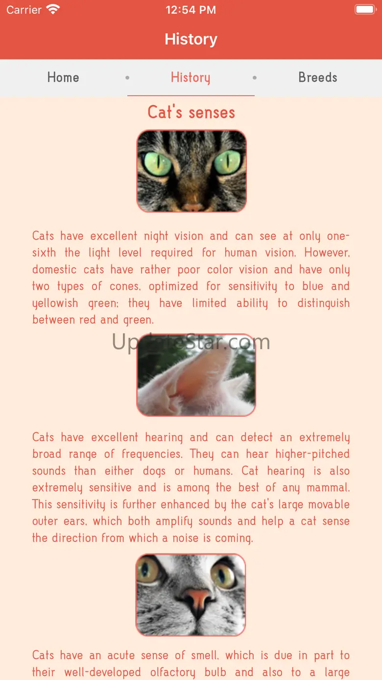 Darling cats 2.0
