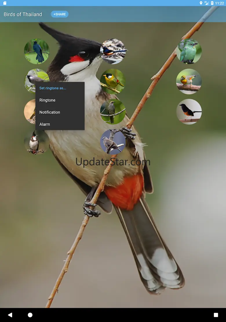 bird sounds from Thailand 1.9