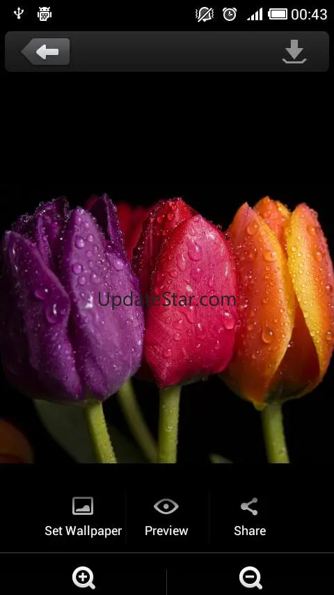 Roses flower Wallpapers V2 1.1.5