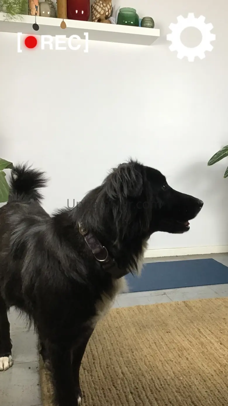 Motion Detector Cam 2.4