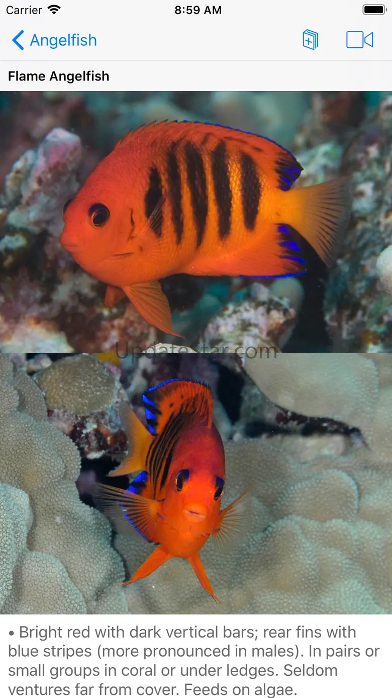 Scuba Fish Hawaii v2.0
