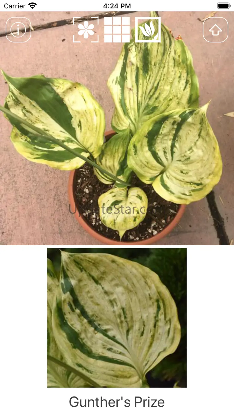 Hostas 1.2