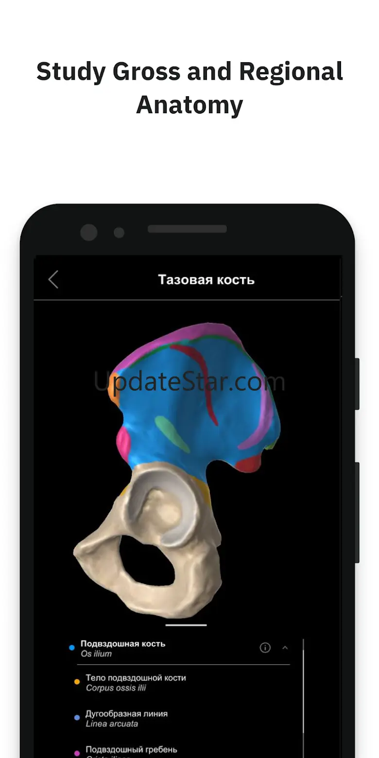 Pirogov Anatomy 2021.03.41