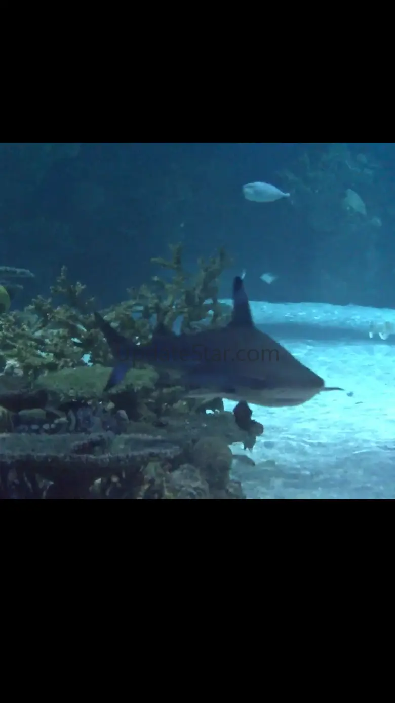 View Real Live Animals in the Wild 1.0