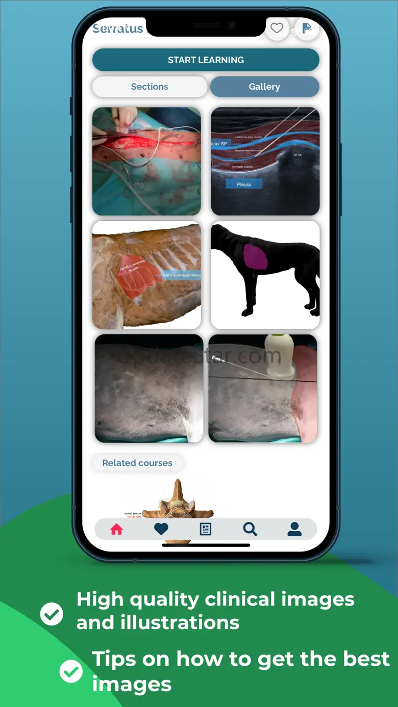 NYSORA Vet App 1.0.13