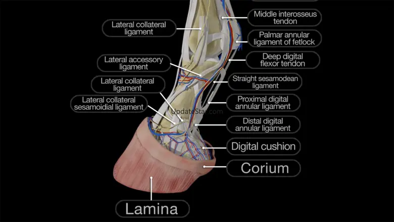 Horse Anatomy: Equine 3D 4.2