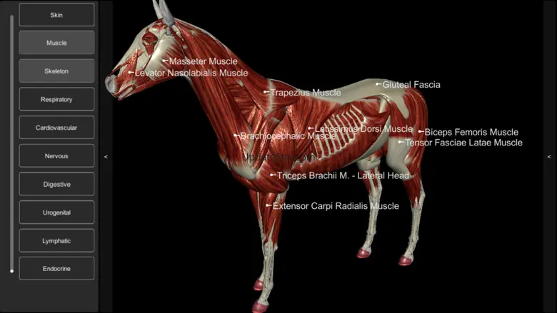 3D Horse Anatomy Software 2.03