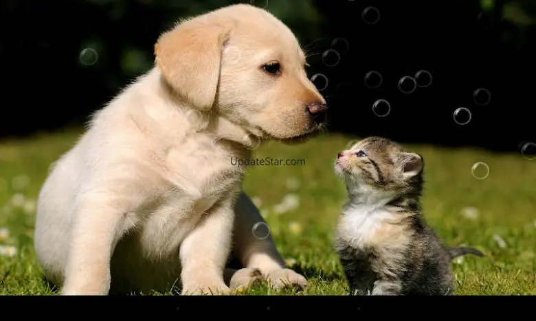So Cute Cat Live Wallpaper 1.2