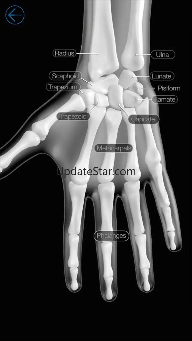 Skeletal Anatomy 3D 4.0