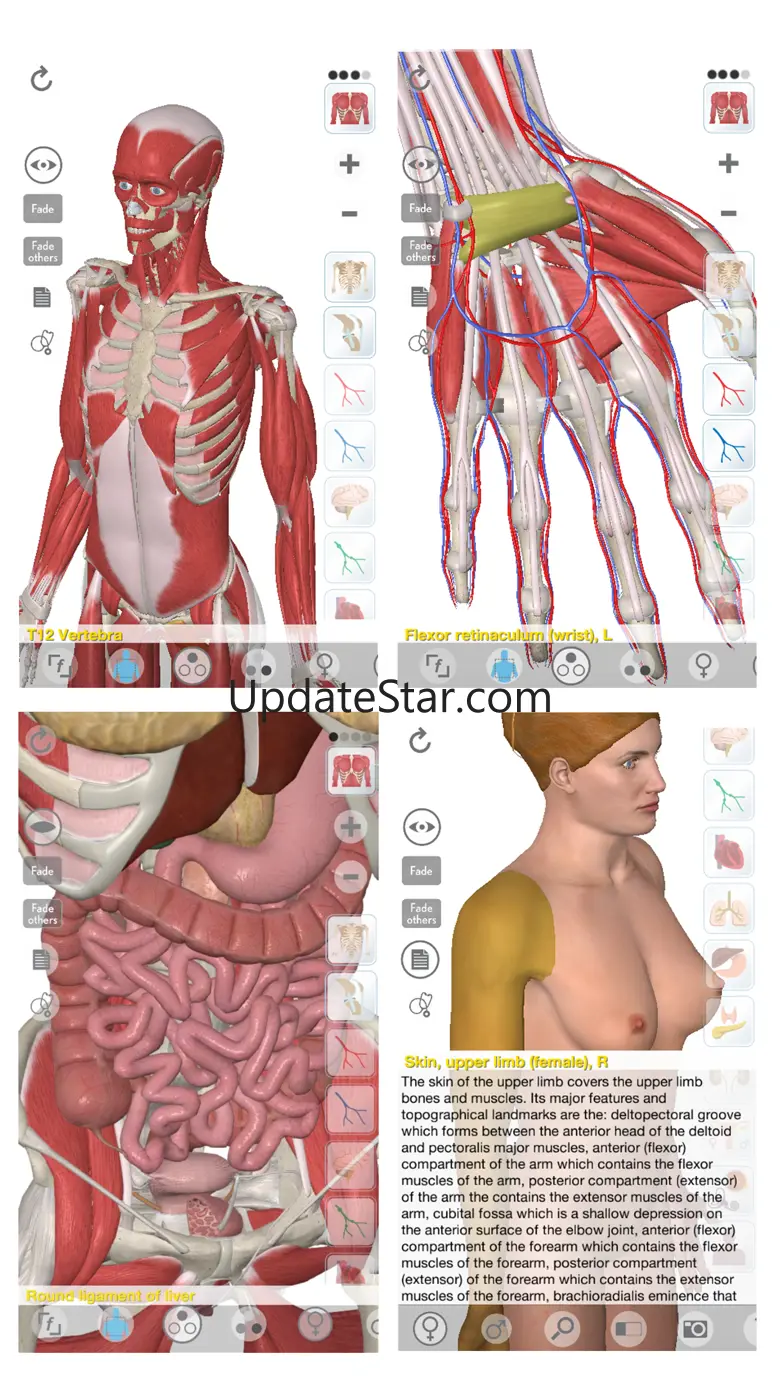 3D Organon Anatomy