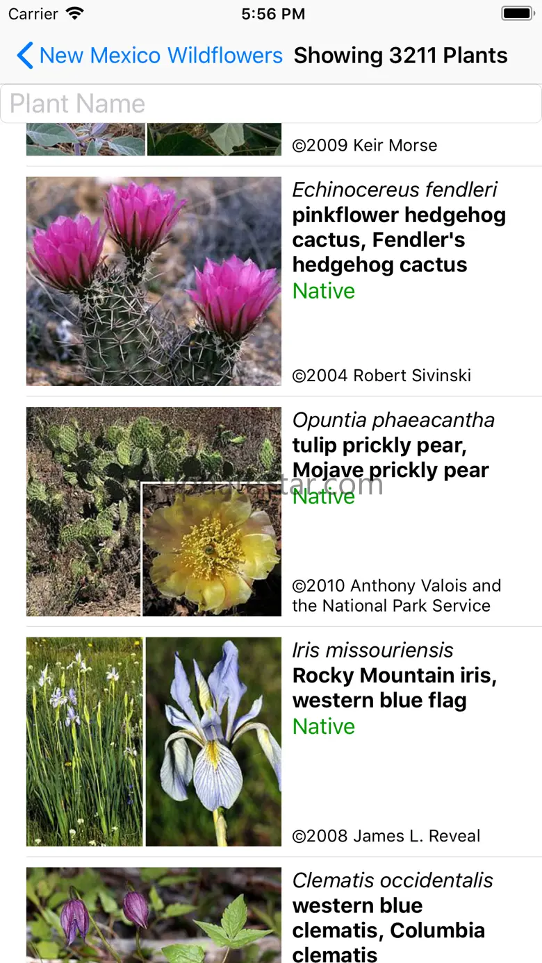New Mexico Wildflowers 9.1