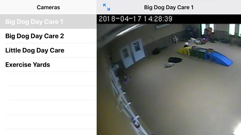 Pawsitively Heaven Cams 1.2