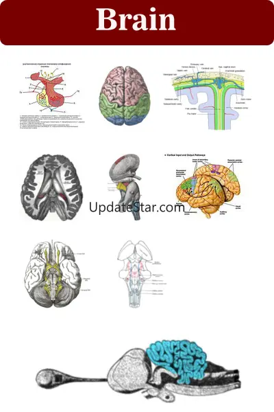 Mental Disorders 80.91.30