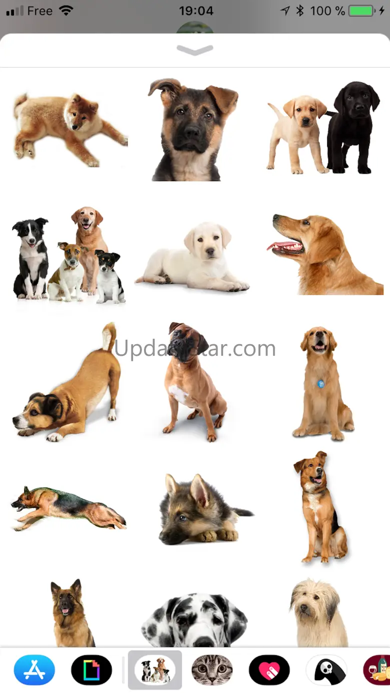dog