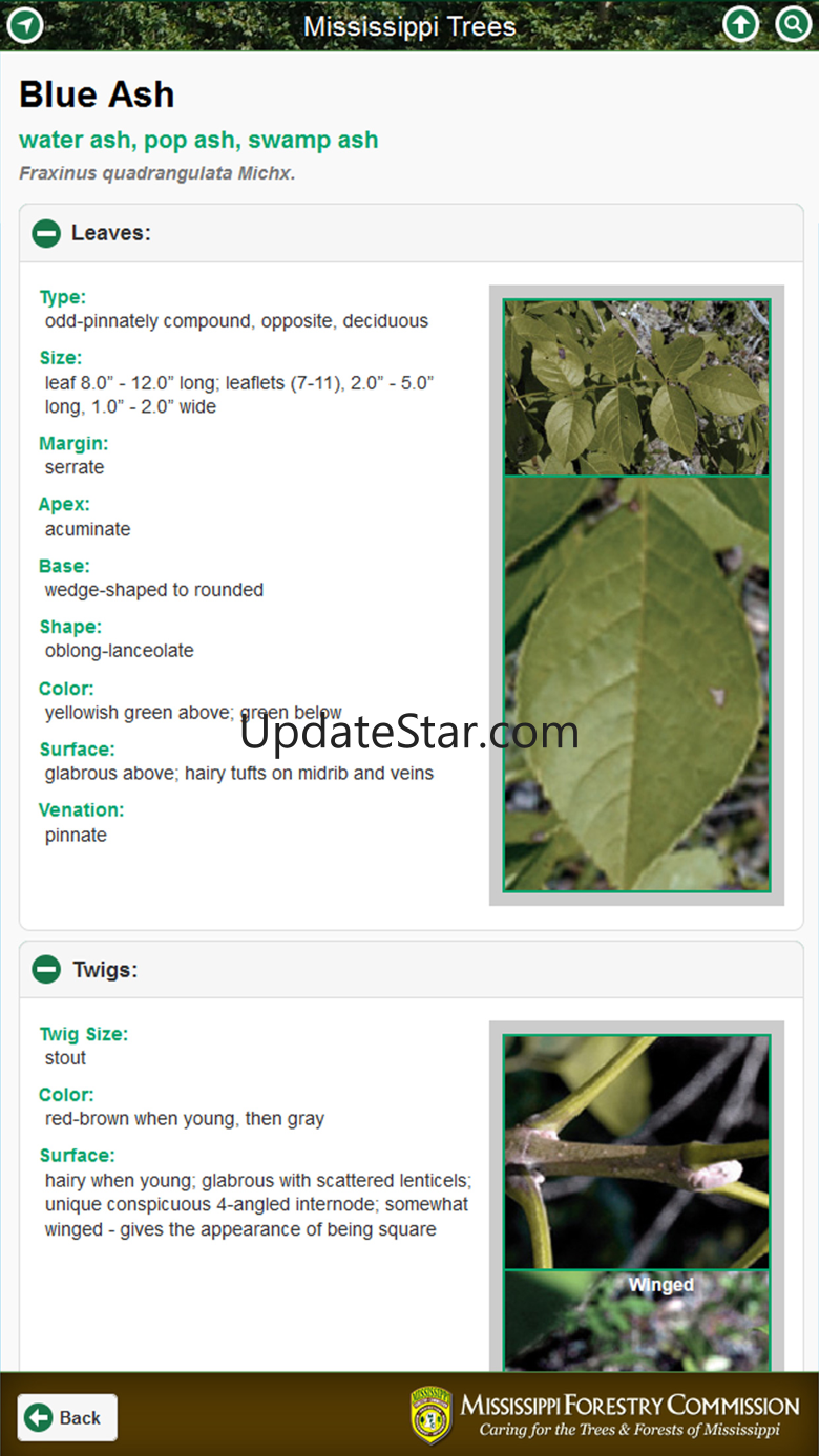 Mississippi Trees 2.0