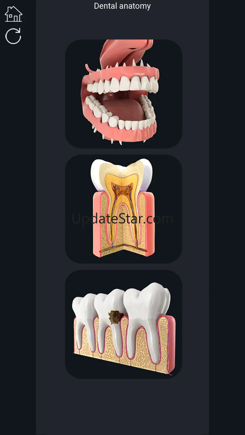 My Dental Anatomy Dental Anatomy 1.4