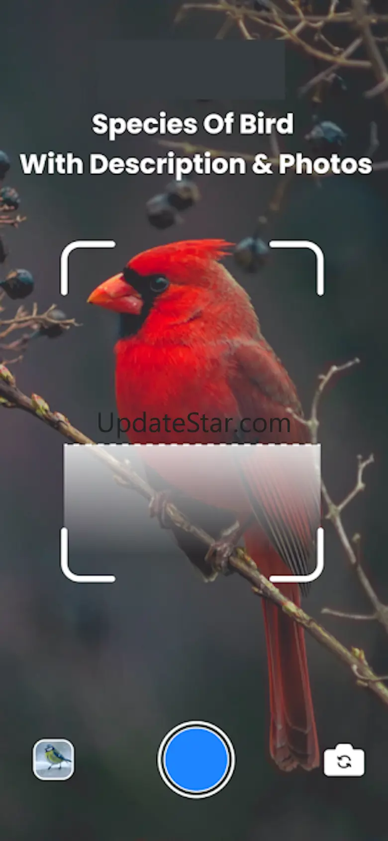 Bird Sound Bird Identifier 26.0