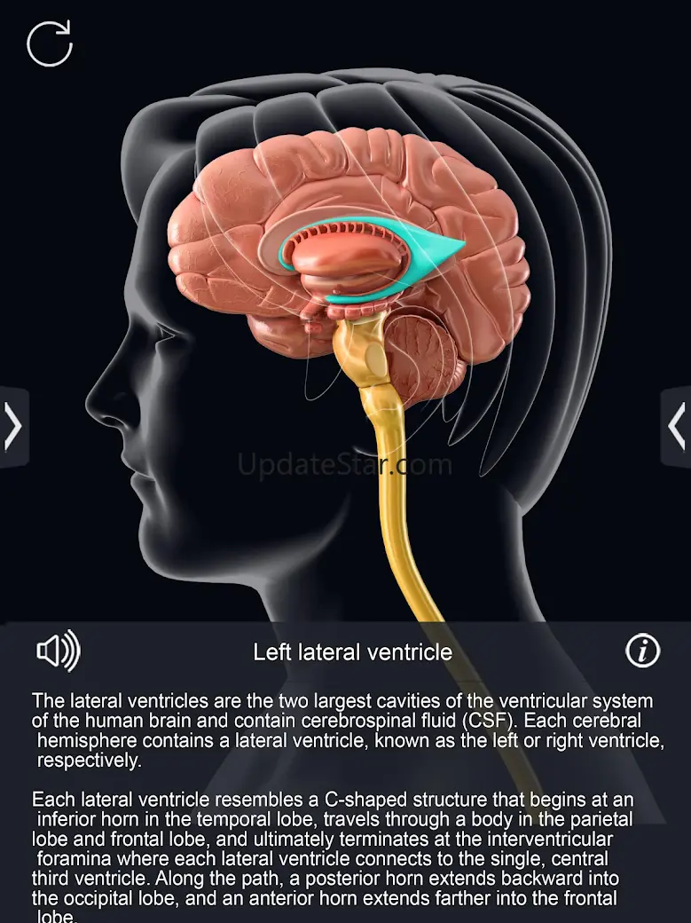 My Brain Anatomy 1.9