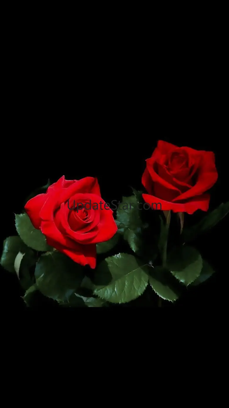 Red Rose APUS Live Wallpaper 1.0