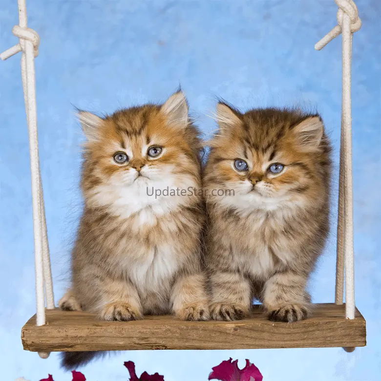 Cats & Kittens Jigsaw Puzzles 1.1.1