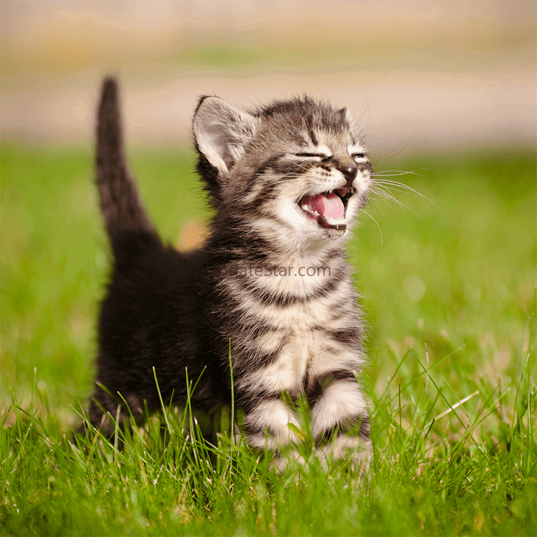 Cats & Kittens Jigsaw Puzzles 1.1.1