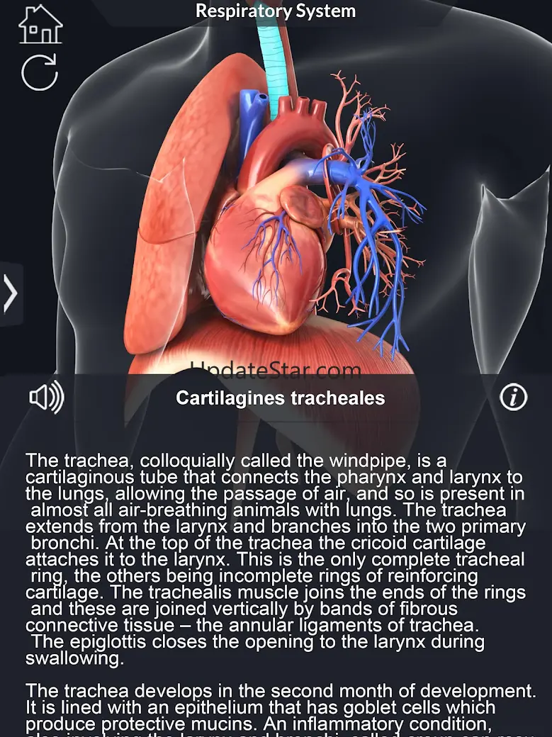 Respiratory System Anatomy 2.1