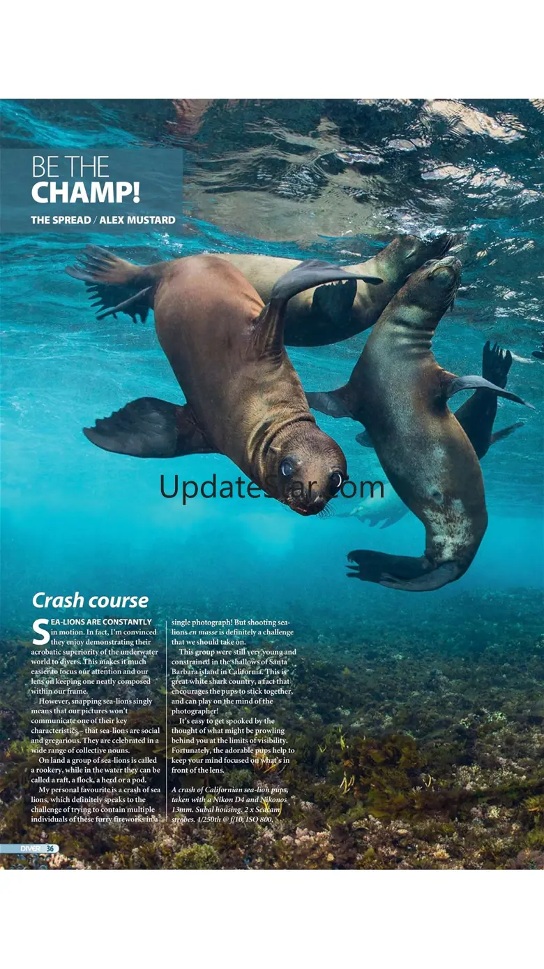 DIVER MAGAZINE 6.0.0