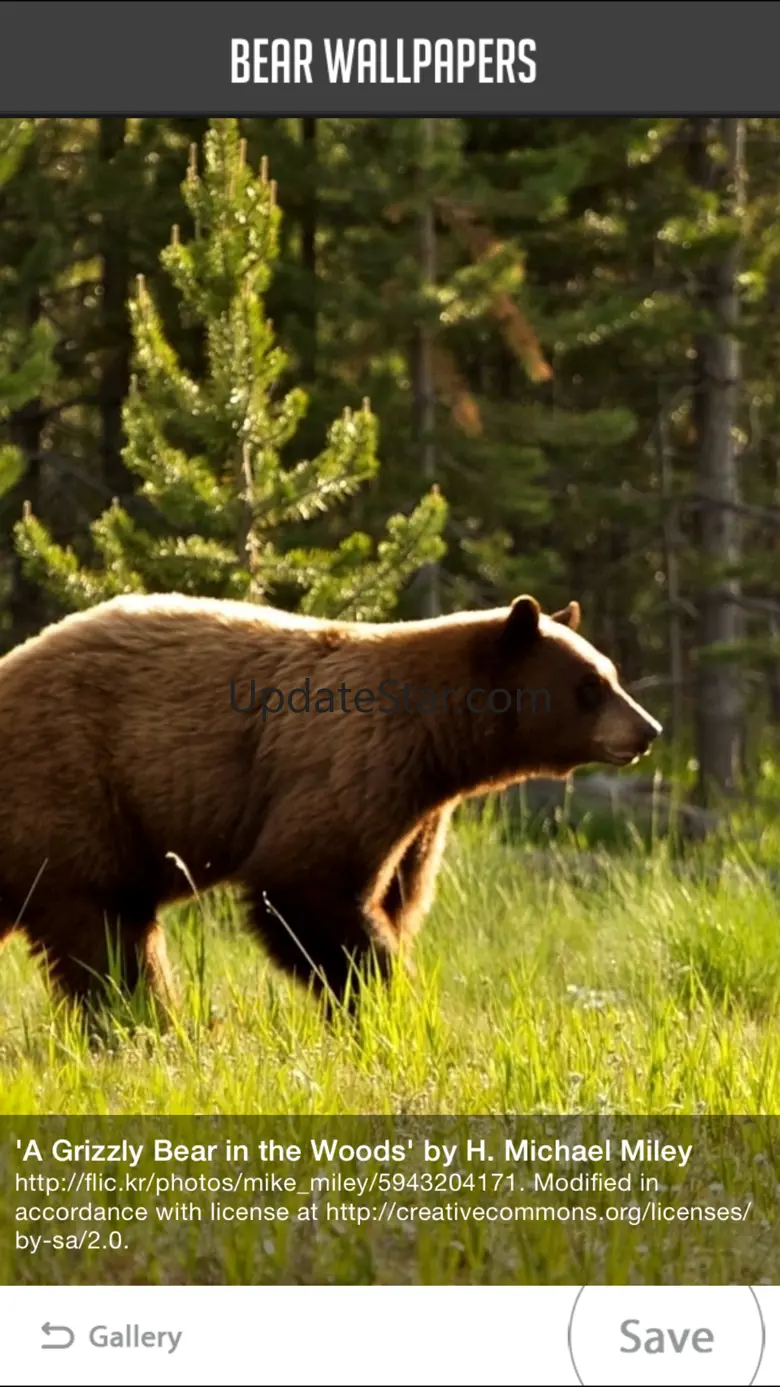 Bear Wallpaper 1.1