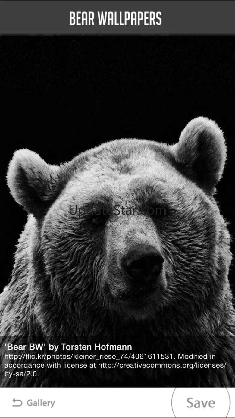 Bear Wallpaper 1.1