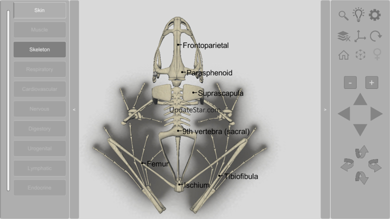 3D Frog Skeleton 2.00