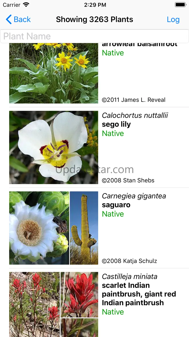 Arizona Wildflowers 9.1