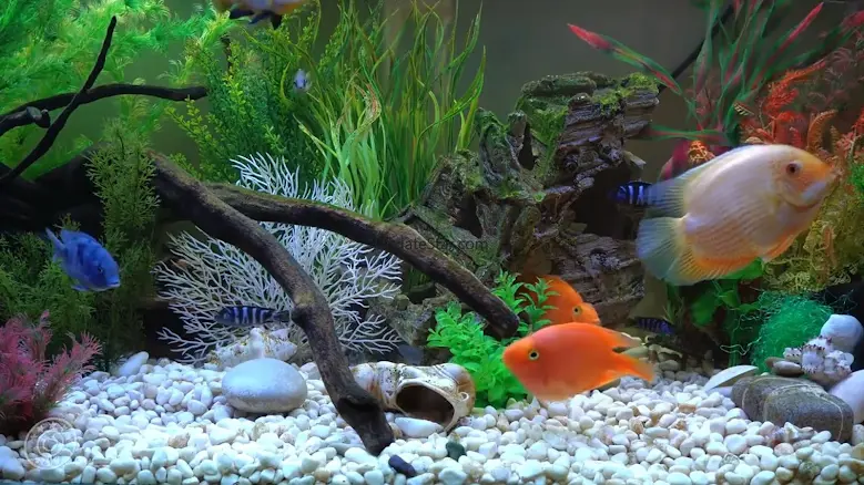 Aquarium Online