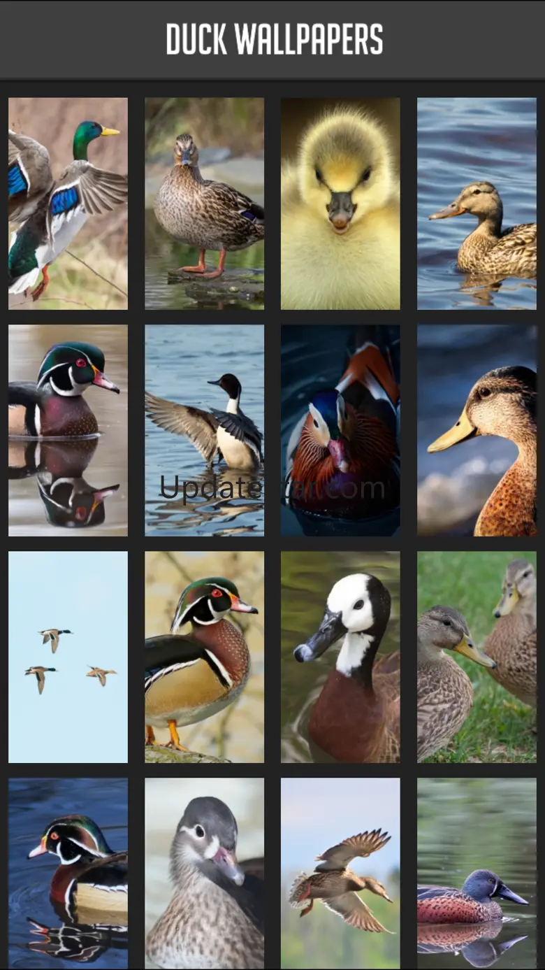 Duck Wallpapers 1.0