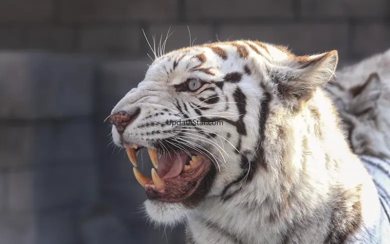 Bengal tiger live wallpaper 1.3