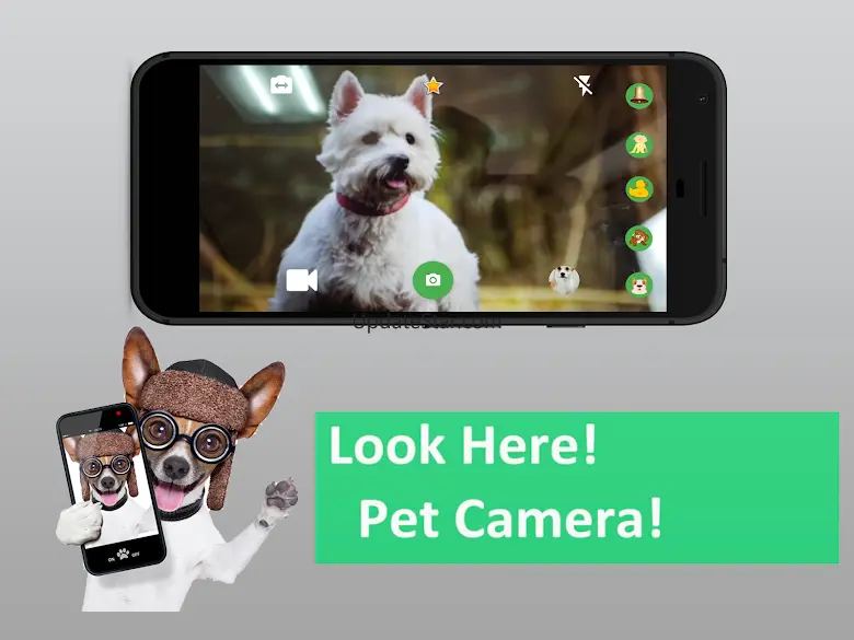 Look Here - Pet Camera 18